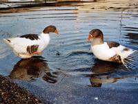 Ducks in Vivari
